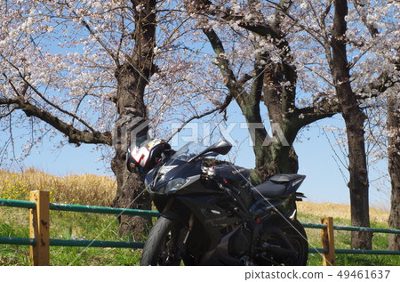 Sakura and motorcycle Sakura and motorcycle 49461637