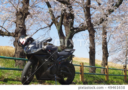 Sakura and motorcycle Sakura and motorcycle 49461638