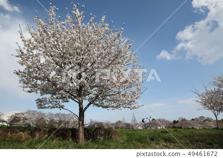 Full bloom cherry blossoms Full bloom cherry blossoms 49461672