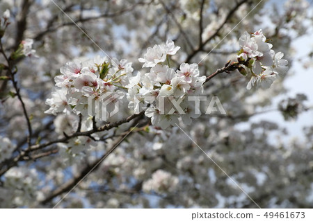 Cherry tree in full bloom Cherry tree in full bloom 49461673