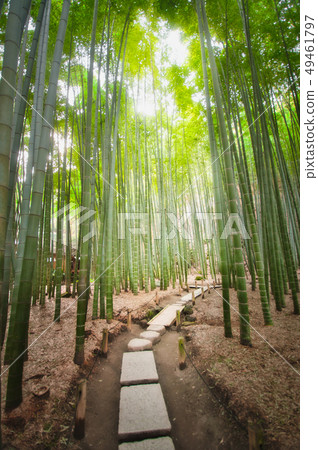 Kamakura (Bokokuji Temple) Takebayashi 49461797