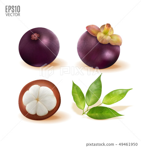 Vector ripe mangosteen with leaves set isolated on white background closeup. Realistic vector, 3d Vector ripe mangosteen with leaves set isolated on white background closeup. Realistic vector, 3d 49461950