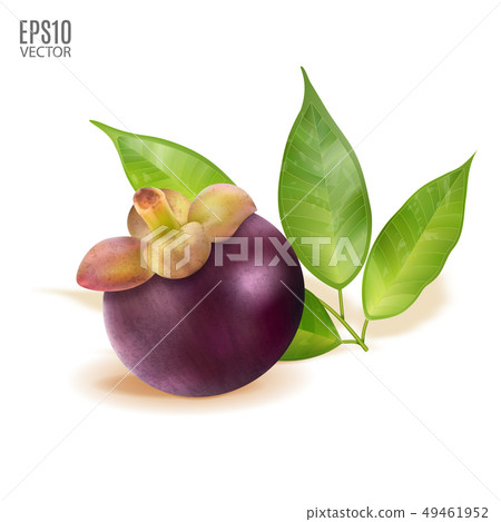 Vector ripe mangosteen with leaves isolated on white background closeup. Realistic vector, 3d Vector ripe mangosteen with leaves isolated on white background closeup. Realistic vector, 3d 49461952