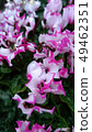 Flower shop's everyday garden cyclamen 49462351