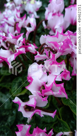 Flower shop's everyday garden cyclamen Flower shop's everyday garden cyclamen 49462351