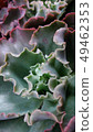 Flower shop everyday Echeveria 49462353
