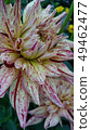 Flower shop's daily life large dahlia 49462477