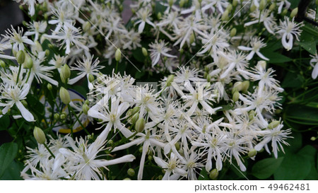 Florist's daily life 49462481