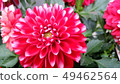 Flower shop everyday Dahlia 49462564