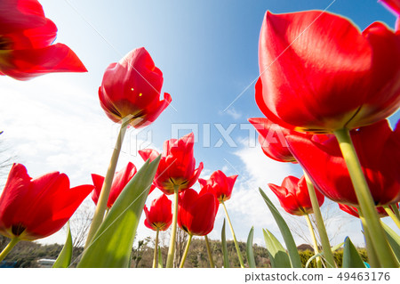 Tulip Tulip 49463176