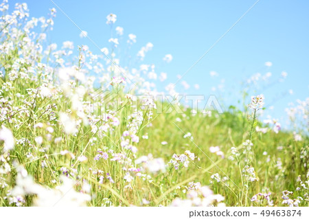 Spring riverbed 49463874