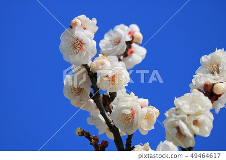 White flower flowers White flower flowers 49464617