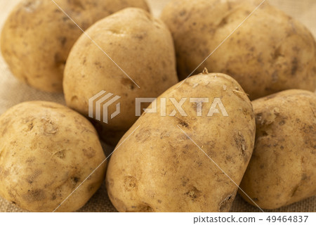potato potato 49464837