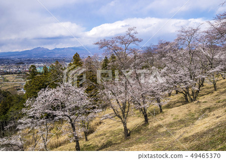 山梨縣南大郡富士川町Daihoushi Park的櫻花和藤川町 山梨縣南大郡富士川町Daihoushi Park的櫻花和藤川町 49465370