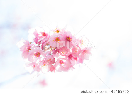 Cherry blossom high key tone Cherry blossom high key tone 49465700