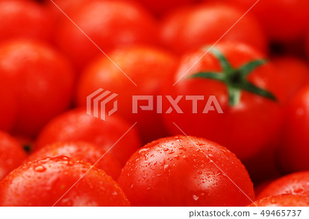 Lots of fresh ripe tomatoes with drops of dew. Lots of fresh ripe tomatoes with drops of dew. 49465737