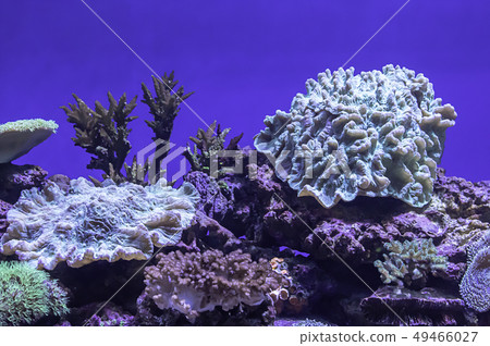 Colorful corals under the sea in Thailand. Colorful corals under the sea in Thailand. 49466027