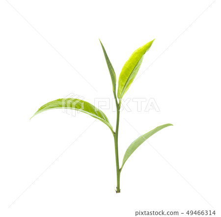green tea leaf isolated on white. green tea leaf isolated on white. 49466314