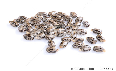 Castors on white. 49466325