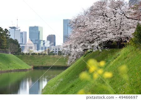 Cherry blossoms at the Imperial Palace Hanzo moat 49466697