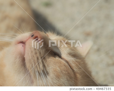 Tea tiger, face, sleeping face Tea tiger, face, sleeping face 49467335