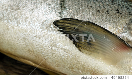 salmon, macro, scales, fishing, ocean, salmon, salmon, macro, scales, fishing, ocean, salmon, 49468254