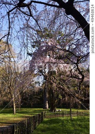 Bamboo cherry blossoms of Kyoto Miyuki Konoe Residence Bamboo cherry blossoms of Kyoto Miyuki Konoe Residence 49468614