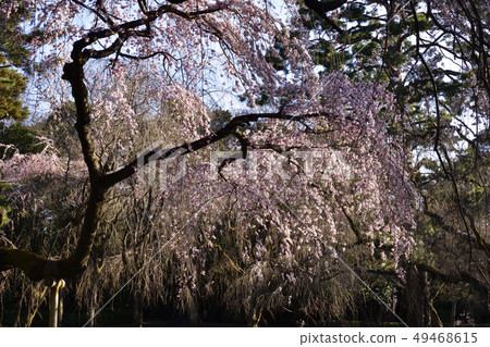 Bamboo cherry blossoms of Kyoto Miyuki Konoe Residence Bamboo cherry blossoms of Kyoto Miyuki Konoe Residence 49468615