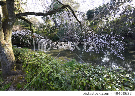 京都美雪Konoe住宅的竹櫻花 49468622