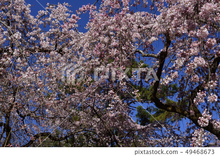 Bamboo cherry blossoms of Kyoto Miyuki Konoe Residence 49468673