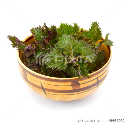 Young branches of a nettle for cooking. 49468931