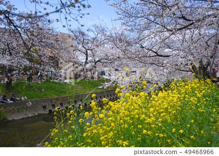 Gojogawa Sakura 49468966