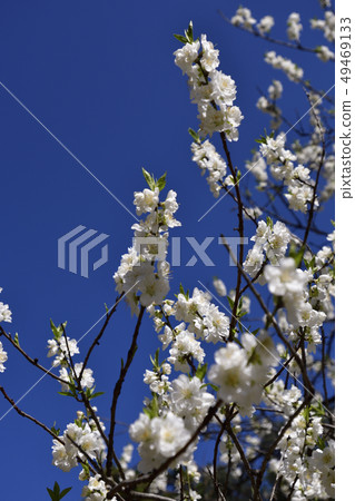 Kyoto gyoen Taoyuan (Peach blossom) Kyoto gyoen Taoyuan (Peach blossom) 49469133
