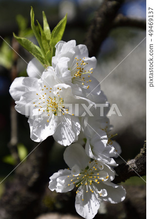 京都御苑桃園（桃花） 49469137