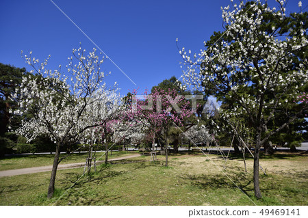京都御苑桃園（桃花） 49469141