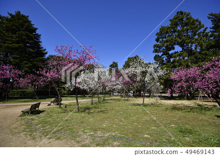 京都御苑桃園(桃花) 京都御苑桃園(桃花) 49469143