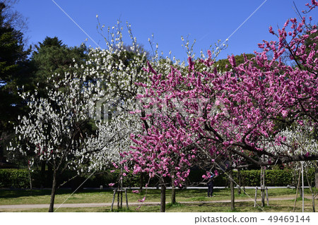 京都御苑桃園(桃花) 京都御苑桃園(桃花) 49469144