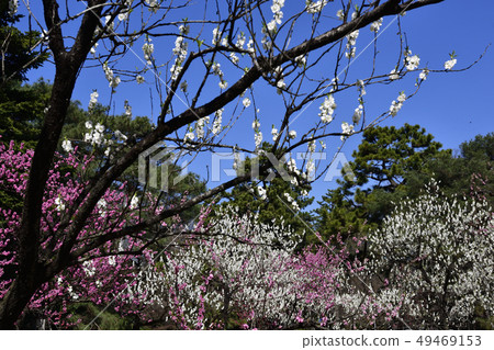 京都御苑桃園(桃花) 京都御苑桃園(桃花) 49469153