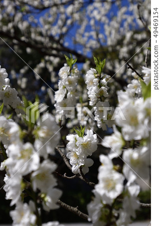 京都御苑桃園（桃花） 49469154