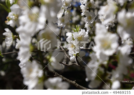 京都御苑桃園(桃花) 京都御苑桃園(桃花) 49469155