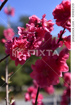 Kyoto gyoen Taoyuan (Peach blossom) Kyoto gyoen Taoyuan (Peach blossom) 49469159