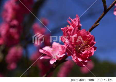 Kyoto gyoen Taoyuan (Peach blossom) Kyoto gyoen Taoyuan (Peach blossom) 49469160