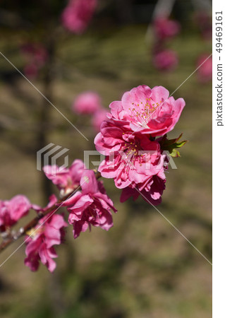 Kyoto gyoen Taoyuan (Peach blossom) 49469161