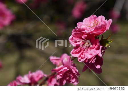 Kyoto gyoen Taoyuan (Peach blossom) Kyoto gyoen Taoyuan (Peach blossom) 49469162