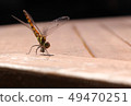 Dragonfly  49470251