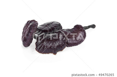 Ganoderma Lucidum Mushroom on white ,Ling Zhi 49470265