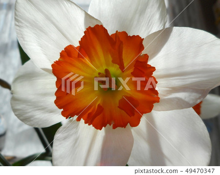 Narcissus Narcissus 49470347
