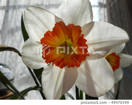 Narcissus Narcissus 49470349