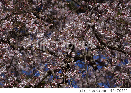 京都美雪Konoe住宅的竹櫻花 京都美雪Konoe住宅的竹櫻花 49470551