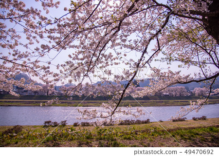 A row of cherry blossom trees in Akita Prefecture Senboku City Kadodate Kushikiuchi river bank A row of cherry blossom trees in Akita Prefecture Senboku City Kadodate Kushikiuchi river bank 49470692
